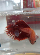 BETTA HALFMOON BICOLOR MALE ( Betta splendens)