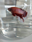 BETTA HALFMOON BICOLOR MALE ( Betta splendens)