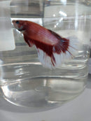 BETTA HALFMOON BICOLOR MALE ( Betta splendens)