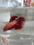 BETTA HALFMOON BICOLOR MALE ( Betta splendens)