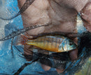 EXOTIC RED EMPRESS 3.5 INCHES MALE (Protomelas taeniolatus)