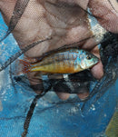 EXOTIC RED EMPRESS 3.5 INCHES MALE (Protomelas taeniolatus)