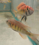 KYOGA FLAMEBACK AFRICAN CICHLID 3.5" MALE (Xystichromis sp)