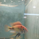 KYOGA FLAMEBACK AFRICAN CICHLID 3.5" MALE (Xystichromis sp)