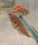 KYOGA FLAMEBACK AFRICAN CICHLID 3.5" MALE (Xystichromis sp)