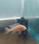STRAWBERRY ALBINO PEACOCK 2 TO 2.5 INCHES MALE (Aulonocara Sp)