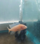 STRAWBERRY ALBINO PEACOCK 2 TO 2.5 INCHES MALE (Aulonocara Sp)