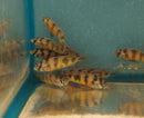 ZEBRA OBLIQUIDENS 2.5 INCHES MALE (Astatotilapia latifasciata)