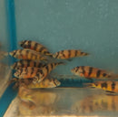 ZEBRA OBLIQUIDENS 2.5 INCHES MALE (Astatotilapia latifasciata)