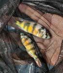 ZEBRA OBLIQUIDENS 2.5 INCHES MALE (Astatotilapia latifasciata)