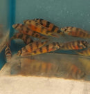 ZEBRA OBLIQUIDENS 2.5 INCHES MALE (Astatotilapia latifasciata)