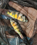ZEBRA OBLIQUIDENS 2.5 INCHES MALE (Astatotilapia latifasciata)