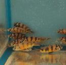 ZEBRA OBLIQUIDENS 2.5 INCHES MALE (Astatotilapia latifasciata)