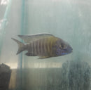 MAULANA BICOLOR PEACOCK 3 INCHES MALE (Aulonocara Sp.)