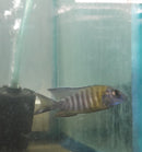 MAULANA BICOLOR PEACOCK 3 INCHES MALE (Aulonocara Sp.)