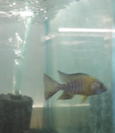 MAULANA BICOLOR PEACOCK 3 INCHES MALE (Aulonocara Sp.)