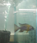 MAULANA BICOLOR PEACOCK 3 INCHES MALE (Aulonocara Sp.)