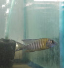 MAULANA BICOLOR PEACOCK 3 INCHES MALE (Aulonocara Sp.)