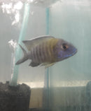 MAULANA BICOLOR PEACOCK 3 INCHES MALE (Aulonocara Sp.)