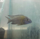 MAULANA BICOLOR PEACOCK 3 INCHES MALE (Aulonocara Sp.)