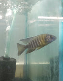 MAULANA BICOLOR PEACOCK 3 INCHES MALE (Aulonocara Sp.)
