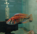 GREAT RUBY GREEN HAP AFRICAN CICHLID MALE 3"INCH (Haplochromis, sp)