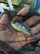 GREAT TAIWAN REEF 2.5 to 3" MALE (Protomelas sp)
