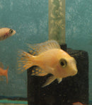 COLORFUL DRAGON BLOOD PEACOCK  MALE 2 to 2.5  INCHES  (Aulonocara Sp)
