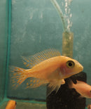 COLORFUL DRAGON BLOOD PEACOCK  MALE 2 to 2.5  INCHES  (Aulonocara Sp)