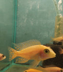 COLORFUL DRAGON BLOOD PEACOCK  MALE 2 to 2.5  INCHES  (Aulonocara Sp)