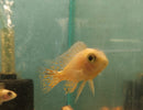 COLORFUL DRAGON BLOOD PEACOCK  MALE 2 to 2.5  INCHES  (Aulonocara Sp)