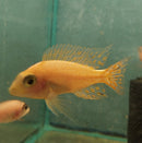 COLORFUL DRAGON BLOOD PEACOCK  MALE 2 to 2.5  INCHES  (Aulonocara Sp)