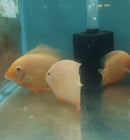 STUNNING RED FIRE GOLD SEVERUM 4.0 INCH UNSEXED