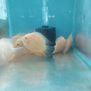 STUNNING RED FIRE GOLD SEVERUM 4.0 INCH UNSEXED