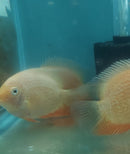 STUNNING RED FIRE GOLD SEVERUM 4.0 INCH UNSEXED