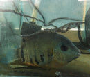 BEAUTIFUL ORANGE SHOULDER SEVERUM 4 INCHES UNSEXED
