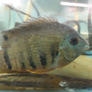 BEAUTIFUL ORANGE SHOULDER SEVERUM 4 INCHES UNSEXED