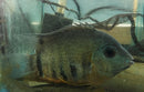 BEAUTIFUL ORANGE SHOULDER SEVERUM 4 INCHES UNSEXED