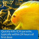 API LIQUID SUPER ICK CURE Fish remedy, Freshwater and Saltwater Fish Medication 4 fl oz