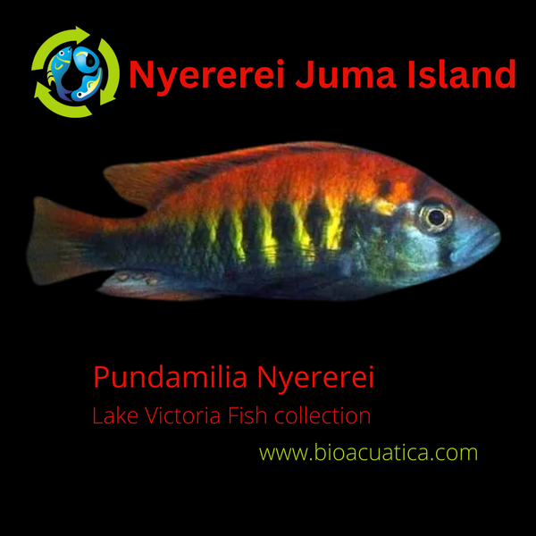 RED NYEREREI JUMA ISLAND UNSEXED 1.5 TO 2 INCHES (Pundamilia Nyererei)