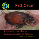 RED OSCAR 4 INCH UNSEXED (Astronotus ocellatus)