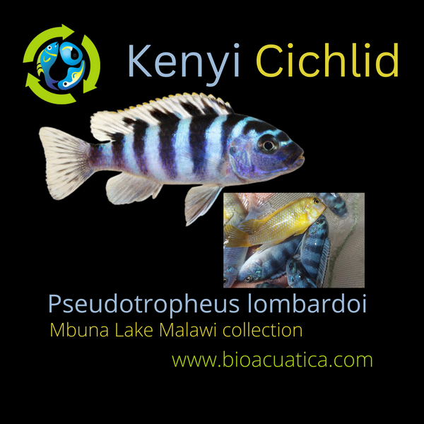 OUTSTANDING KENYI CICHLID 2 INCHES UNSEXED (Pseudotropheus lombardoi)
