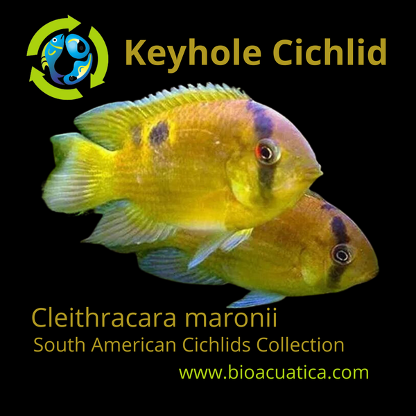 BEAUTIFUL KEYHOLE CICHLID 1/2 INCH UNSEXED (Cleithracara maronii)