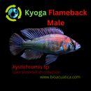 KYOGA FLAMEBACK AFRICAN CICHLID 3.5" MALE (Xystichromis sp)