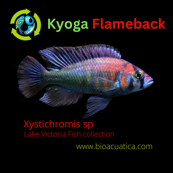 BEAUTIFUL KYOGA FLAMEBACK 3 iNCHES UNSEXED (Xystichromis sp)