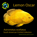 LEMON OSCAR 1.5 TO 2 INCH UNSEXED (Astronotus ocellatus)