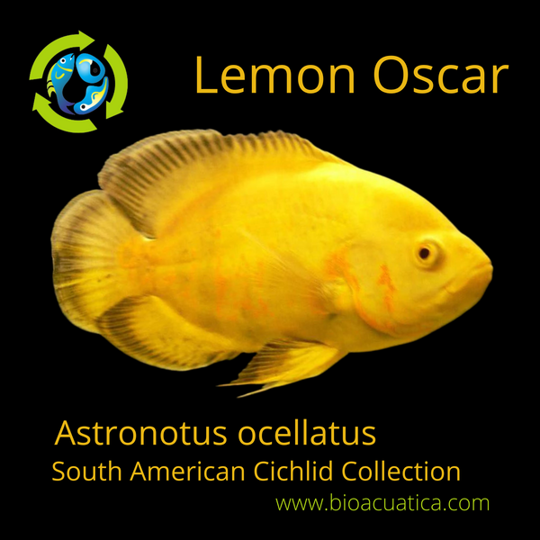 LEMON OSCAR 1.5 TO 2 INCH UNSEXED (Astronotus ocellatus)