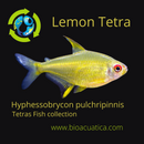 3 BEAUTIFUL LEMON TETRA JUVENILES (Hyphessobrycon pulchripinnis)