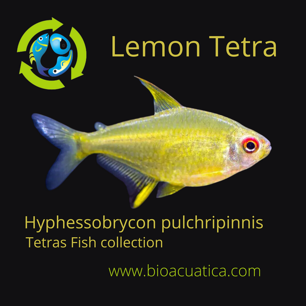 3 BEAUTIFUL LEMON TETRA (Hyphessobrycon pulchripinnis)