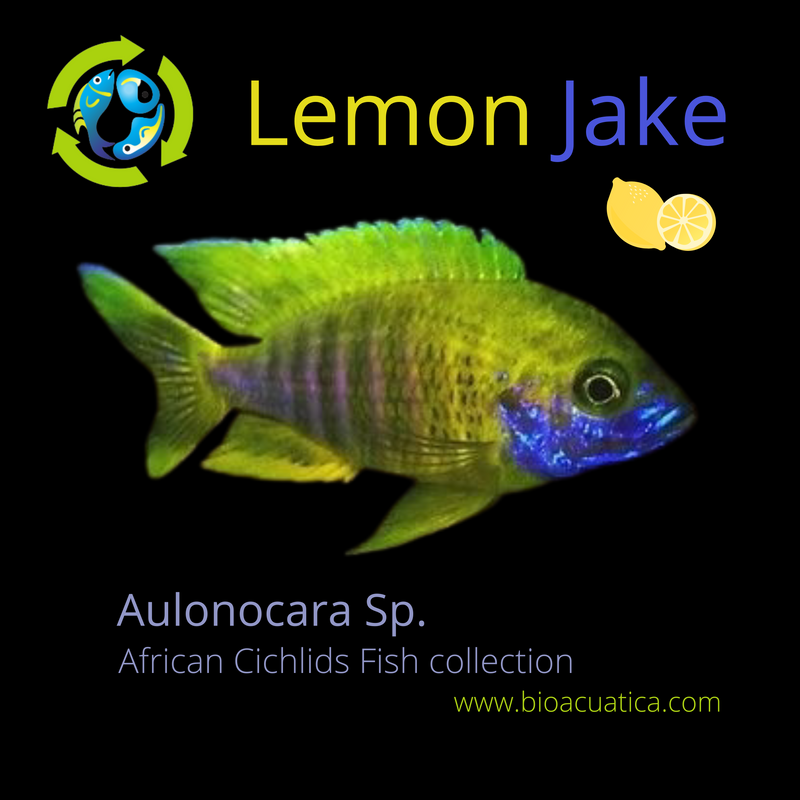 LEMON JAKE PEACOCK 1 INCHES UNSEXED (Aulonocara Jacobfreibergi)